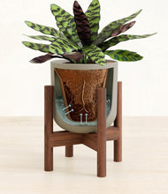 Load image into Gallery viewer, Sage Green stand:walnut