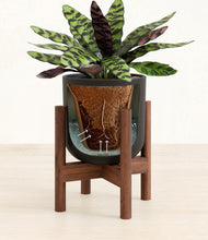 Load image into Gallery viewer, Stone Black stand:walnut