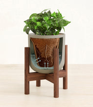 Load image into Gallery viewer, Sage Green stand:walnut