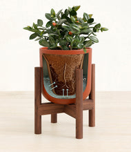 Load image into Gallery viewer, Earth Red stand:walnut