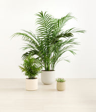 Load image into Gallery viewer, Sandy