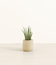 Load image into Gallery viewer, Almond Green*****Profile