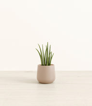 Load image into Gallery viewer, Eternal Gray*****Profile