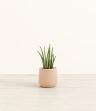 Load image into Gallery viewer, Gentle Pink*****Profile