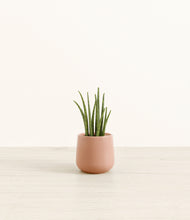 Load image into Gallery viewer, Calm Rose*****Profile