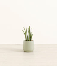 Load image into Gallery viewer, Turquoise*****Profile