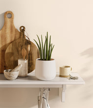 Load image into Gallery viewer, White