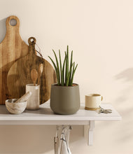 Load image into Gallery viewer, Olive