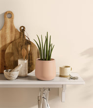 Load image into Gallery viewer, Gentle Pink