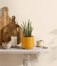 Load image into Gallery viewer, Mustard