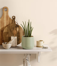 Load image into Gallery viewer, Turquoise