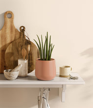 Load image into Gallery viewer, Calm Rose