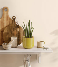 Load image into Gallery viewer, Key Lime Yellow