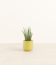 Load image into Gallery viewer, Key Lime Yellow*****Profile