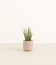 Load image into Gallery viewer, Sandy Pink*****Profile