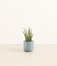 Load image into Gallery viewer, Misty Blue*****Profile