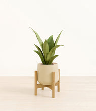 Load image into Gallery viewer, Almond Green stand:bamboo