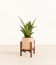 Load image into Gallery viewer, Gentle Pink stand:walnut