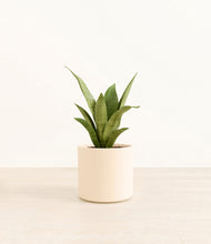 Load image into Gallery viewer, Cream*****Profile