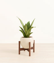 Load image into Gallery viewer, Shiny EggWhite stand:walnut