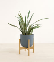 Load image into Gallery viewer, Iron Gray stand:bamboo