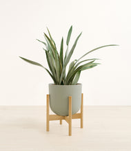 Load image into Gallery viewer, Sage Green stand:bamboo