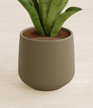 Load image into Gallery viewer, Olive stand:all