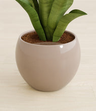 Load image into Gallery viewer, Desert Brown stand:all