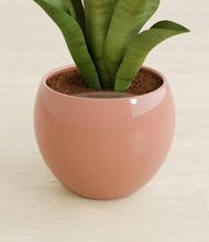 Load image into Gallery viewer, Calm Rose stand:all