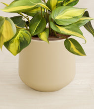 Load image into Gallery viewer, Almond Green stand:all