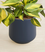 Load image into Gallery viewer, Deep Navy stand:all