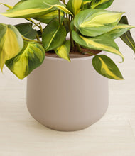 Load image into Gallery viewer, Eternal Gray stand:all