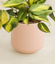 Load image into Gallery viewer, Gentle Pink stand:all