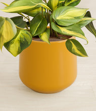 Load image into Gallery viewer, Mustard stand:all