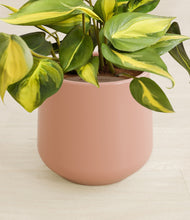 Load image into Gallery viewer, Calm Rose stand:all