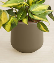 Load image into Gallery viewer, Olive stand:all