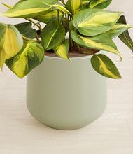 Load image into Gallery viewer, Turquoise stand:all