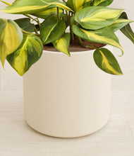 Load image into Gallery viewer, Cream stand:all