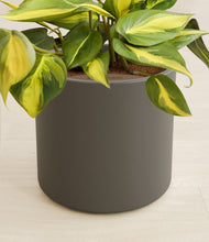 Load image into Gallery viewer, Dark Olive stand:all