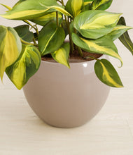 Load image into Gallery viewer, Desert Brown stand:all