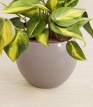 Load image into Gallery viewer, Winter Clouds stand:all