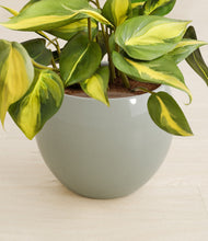 Load image into Gallery viewer, Deep Ocean stand:all