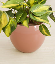 Load image into Gallery viewer, Calm Rose stand:all