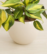 Load image into Gallery viewer, Shiny EggWhite stand:all