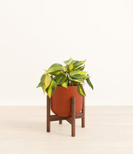 Load image into Gallery viewer, Earth Red stand:walnut