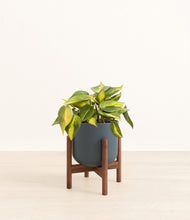 Load image into Gallery viewer, Iron Gray stand:walnut