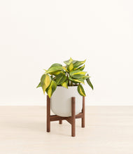 Load image into Gallery viewer, Natural Bamboo stand:walnut