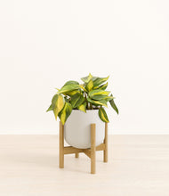 Load image into Gallery viewer, Natural Bamboo stand:bamboo