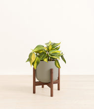 Load image into Gallery viewer, Sage Green stand:walnut