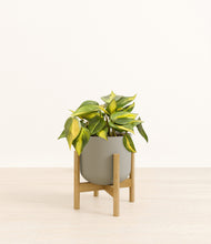 Load image into Gallery viewer, Sage Green stand:bamboo